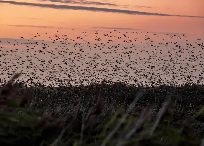 6 Person In Romo-by Traum * Kongsmark